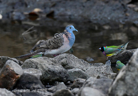 Bar-shouldered Dove