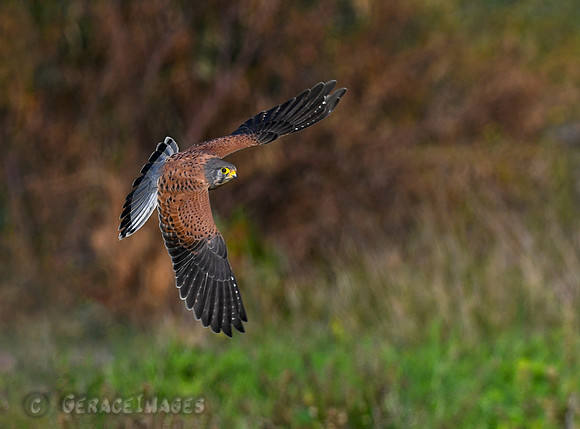 Common Kestrel