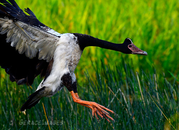 Magpie Goose