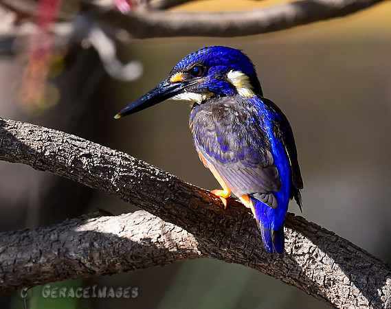 Azure Kingfisher