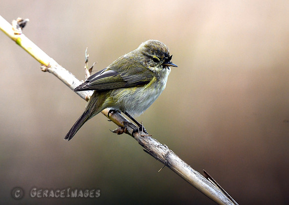 Chiffchaff