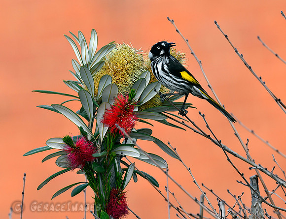 New Holland Honeyeaters