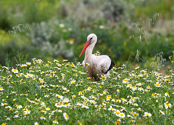 White Stork in Spring WIldflowers