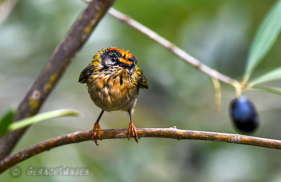 Male Firecrest *see more in my Monchique & Birds of Monchique Gallery.