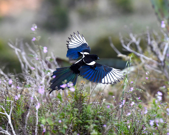 Eurasian Magpie
