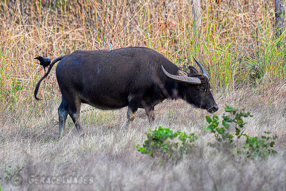 Water Buffalo with Torresian Crow passenger.