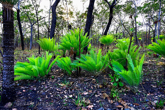 Cycad early growth after bush fires.