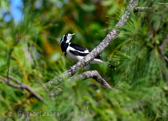 Magpie Lark