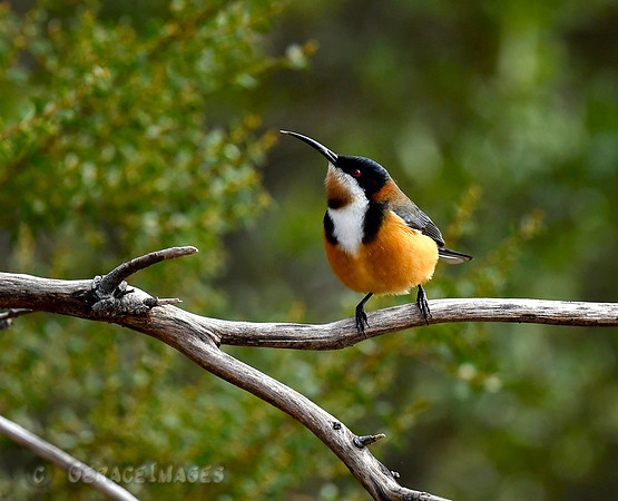 Eastern Spinebill