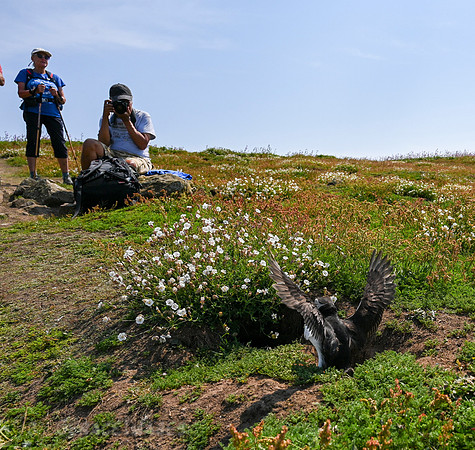 I was tracking this puffin as it quickly flew directly into its burrow. My friend got the shot too.