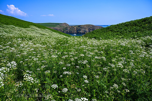 Wildflowers on Skomer.