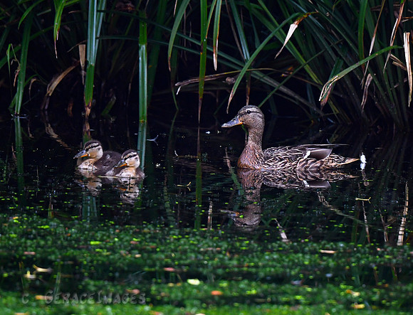 Female Mallard and her chicks.