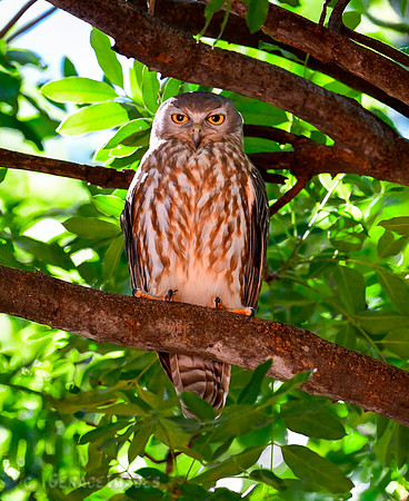 Barking Owl