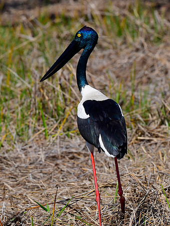 Black-necked Stork or Jabiru