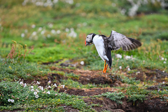 It's a scene repeated over and over & the puffins drop directly over their burrows.