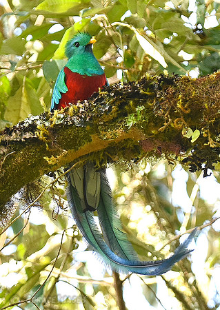 **see more in the Quetzals gallery**