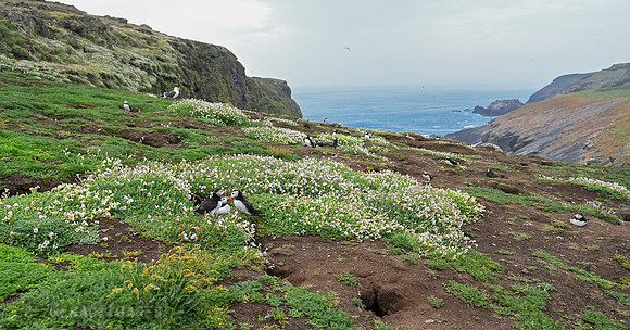 the gulls harass the puffins that return with the sand eels...
