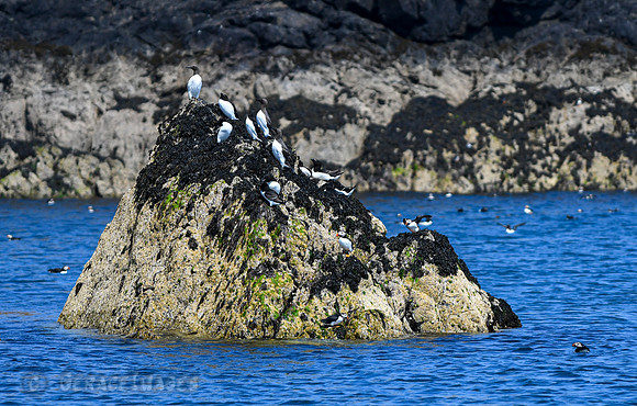 Razorbills and puffins