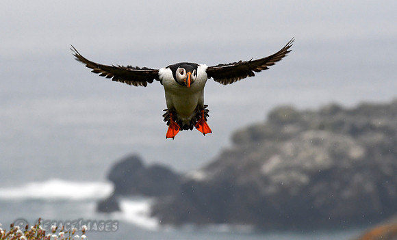 Puffins have a different type of look as they fly straight at you.