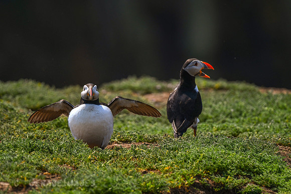 I thought of Laurel and Hardy when I photographed this pair.