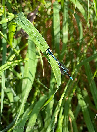 Dragonfly seen along the Pembrokeshire Coastline.