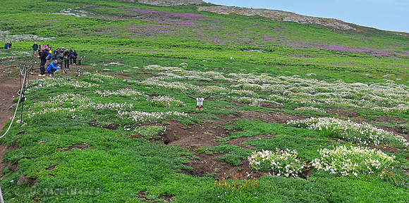 The Golden Rule on Skomer Island. Stay on the path! So as not to accidentally step on a burrow.