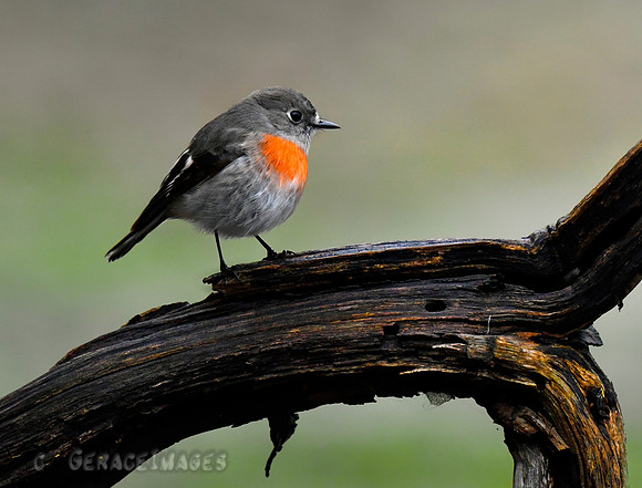 Female Scarlet Robin