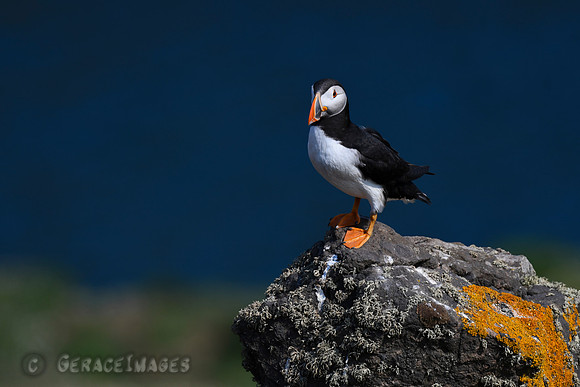 Not only do puffins have webbed feet but they also have claws which help them dig their burrows.