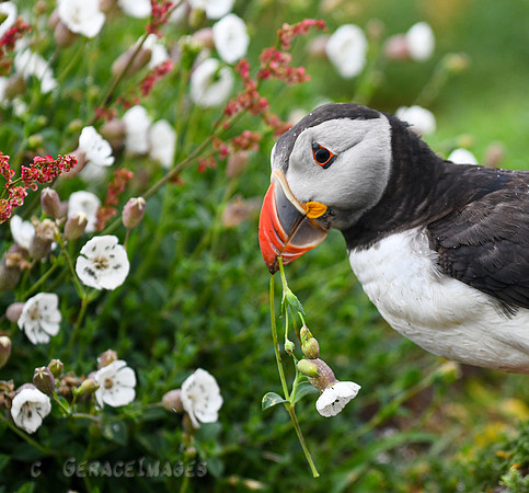 Sometimes the puffins collect wildflowers to bring back to the burrows.