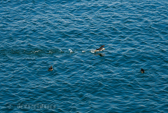 Puffin seemingly running on water as it prepares for takeoff.