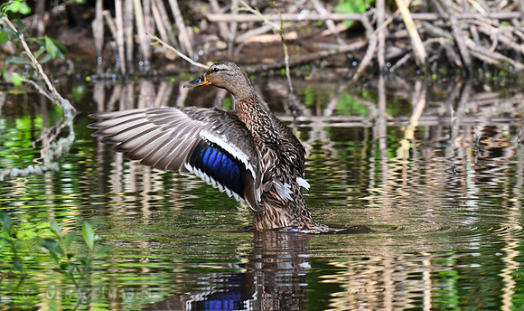Female Mallard at Monk Haven Manor where we stayed. 15 minutes from the boat at Martin's Haven.