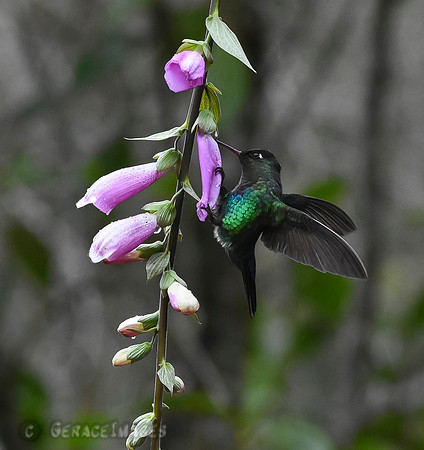 Fiery-Throated Hummingbird