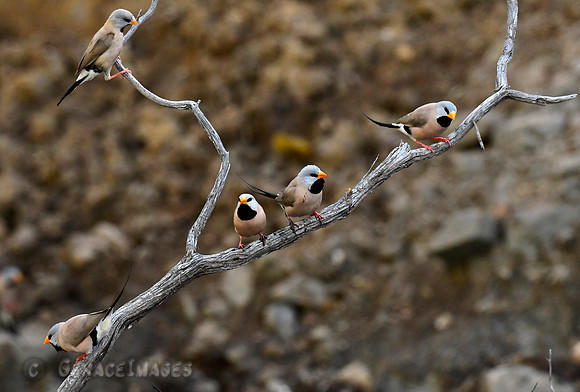 Long-tailed Finches