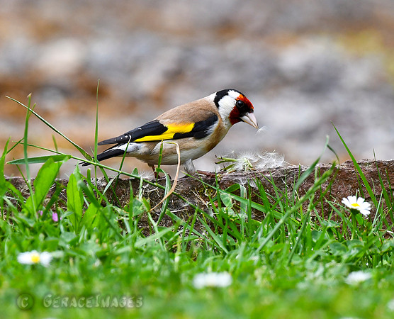 European Goldfinch seen at Monk Haven Manor.