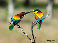 European Bee-eaters