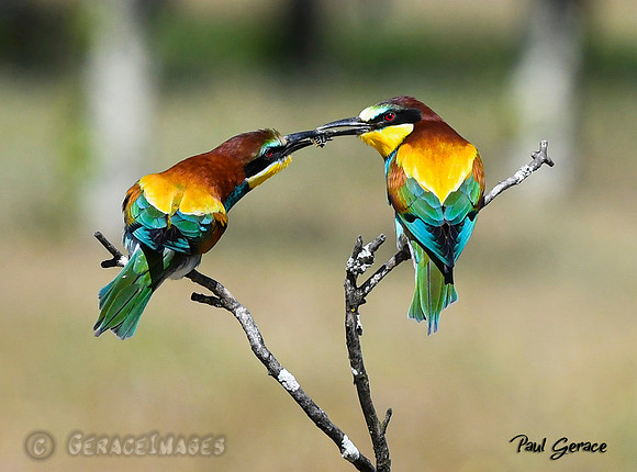European Bee-eaters