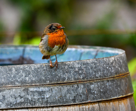 European Robin seen at Monk Haven Manor.