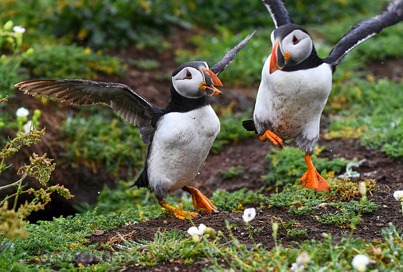 The puffins showed so much personality.