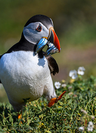 With sand eels which were caught at sea and brought back to feed its young pufflings.