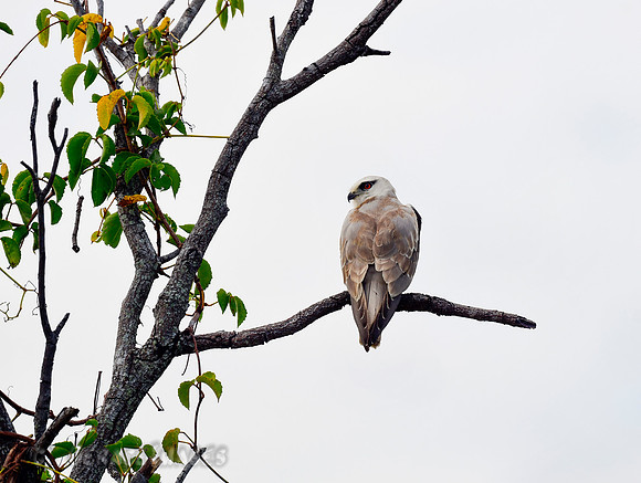 Black-shouldered Kite
