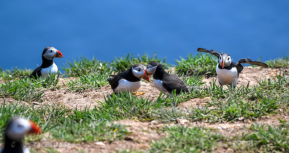 Puffins 'billing' which is a bonding activity. It always seemed to draw interest from other puffins.