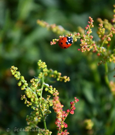 Ladybug on Skomer