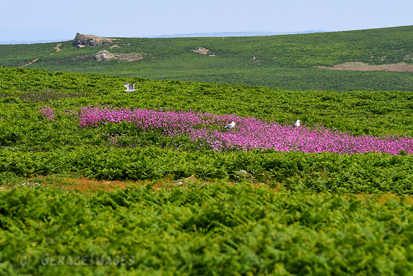 Bursts of colorful wildflowers on Skomer.