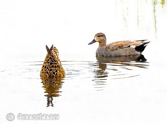 Gadwall Ducks
