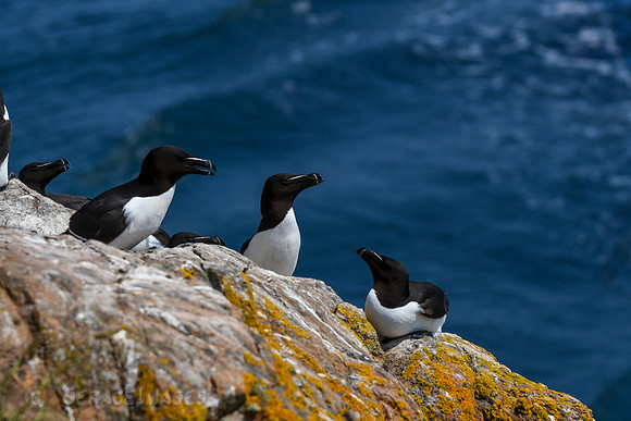 Razorbills
