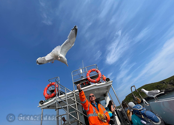 Long time guide Jim and his pet gulls. Pembrokeshire Island Boat Tours.