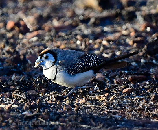 Double-barred Finch