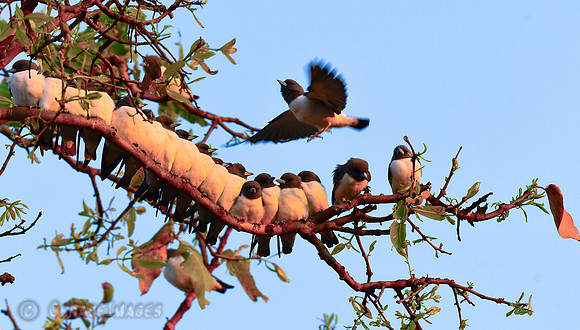 White-breasted Woodswallows perched together to warm up in early morning sun.