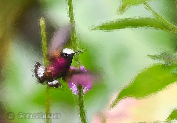 Snowcap Hummingbird