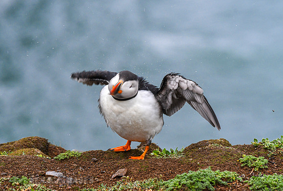 Shaking off the rain from its waterproof feathers.